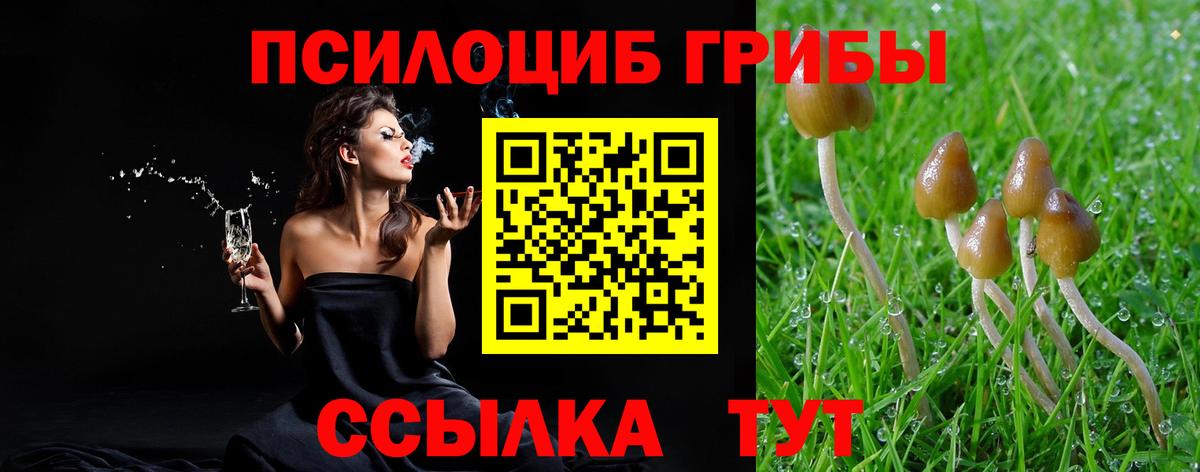 Псилоцибиновые грибы Psilocybine cubensis Гусиноозёрск